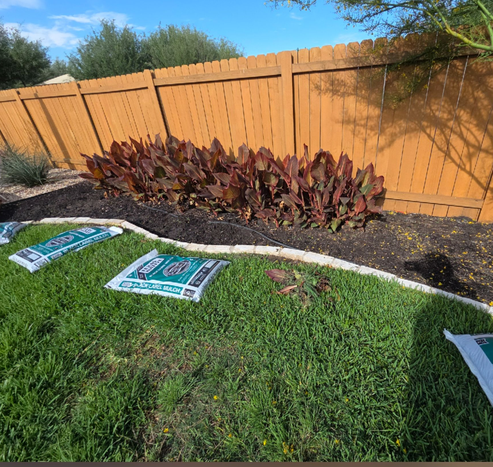 Curved garden bed with red-leaf plants and mulch beside a green lawn and wooden fence under a blue sky