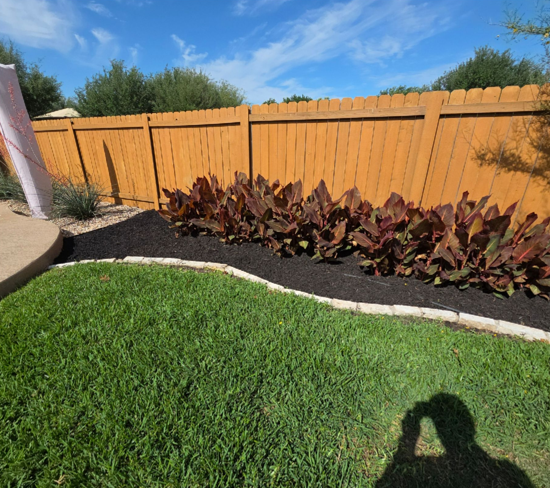 Backyard lawn with orange fence, dark mulch bed, and burgundy plants under a clear blue sky