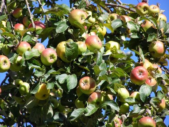 Produttori di mele in provincia di Arezzo