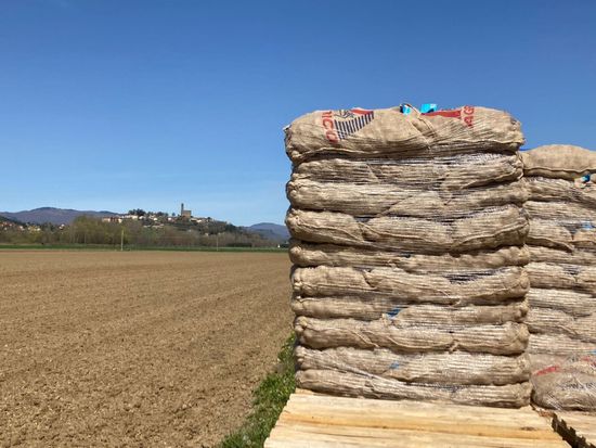 Produttori di patate a pasta gialla in provincia di Arezzo