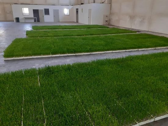 Produttori di cipolle in provincia di Arezzo