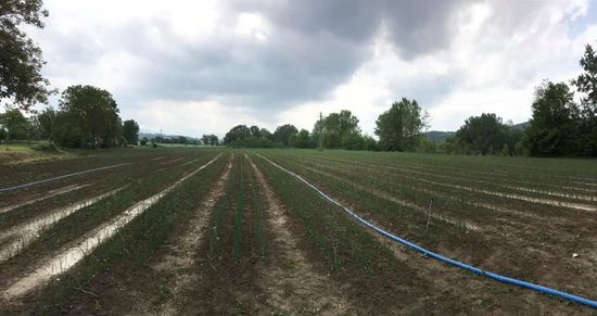 Produttori di cipolle in provincia di Arezzo