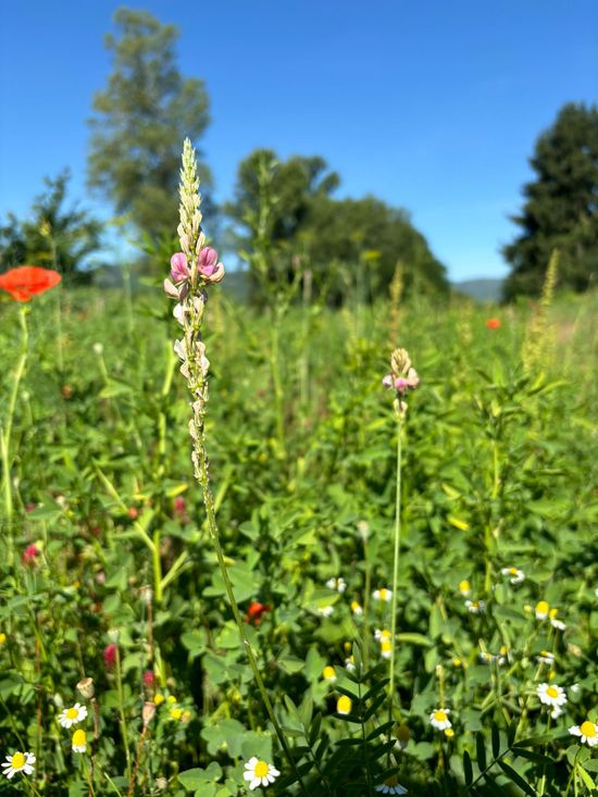 Produzione e vendita di erbe apistiche in provincia di Arezzo