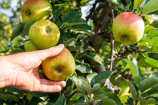 Produttori di mele in provincia di Arezzo