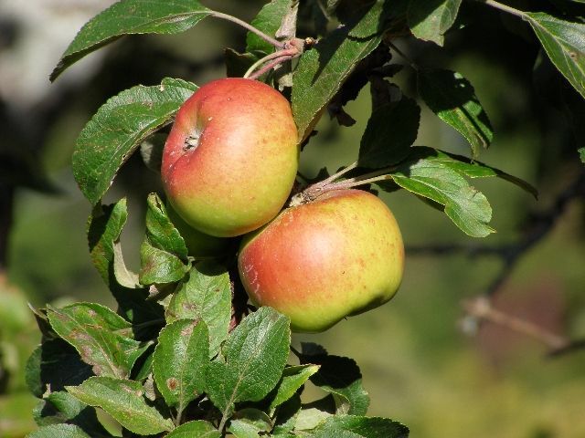 Produttori di mele in provincia di Arezzo