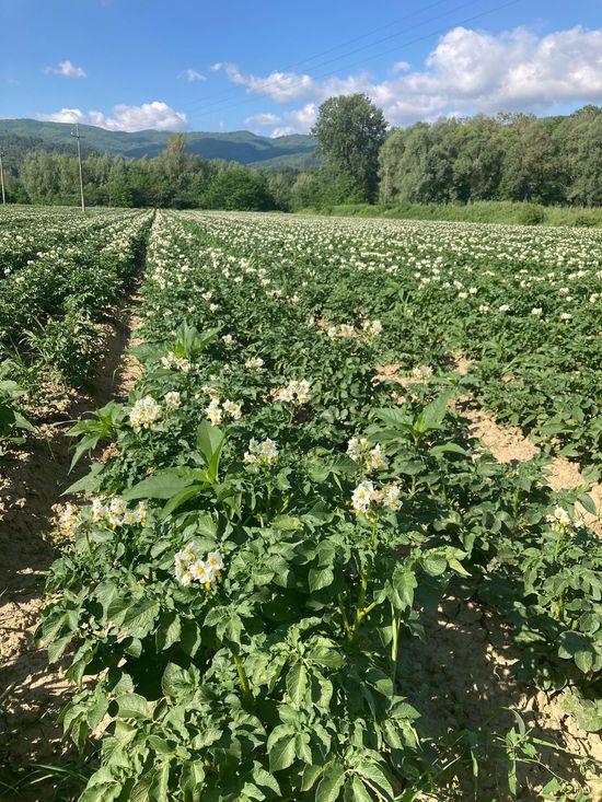 Vendita e produzione di patate viola