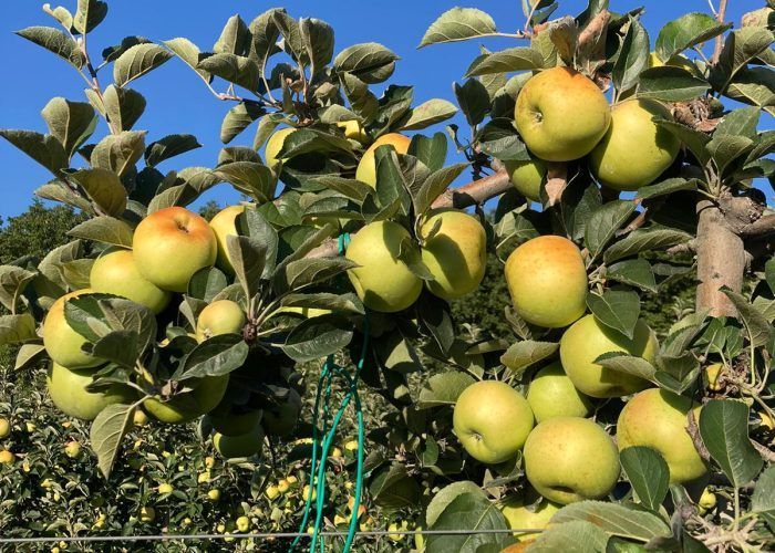 Produttori di mele in provincia di Arezzo