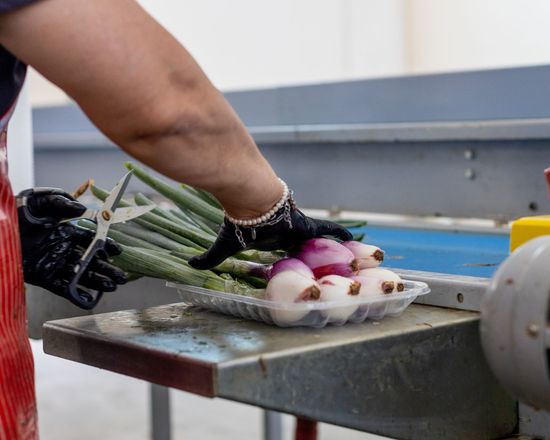 Produttori di cipolle in provincia di Arezzo