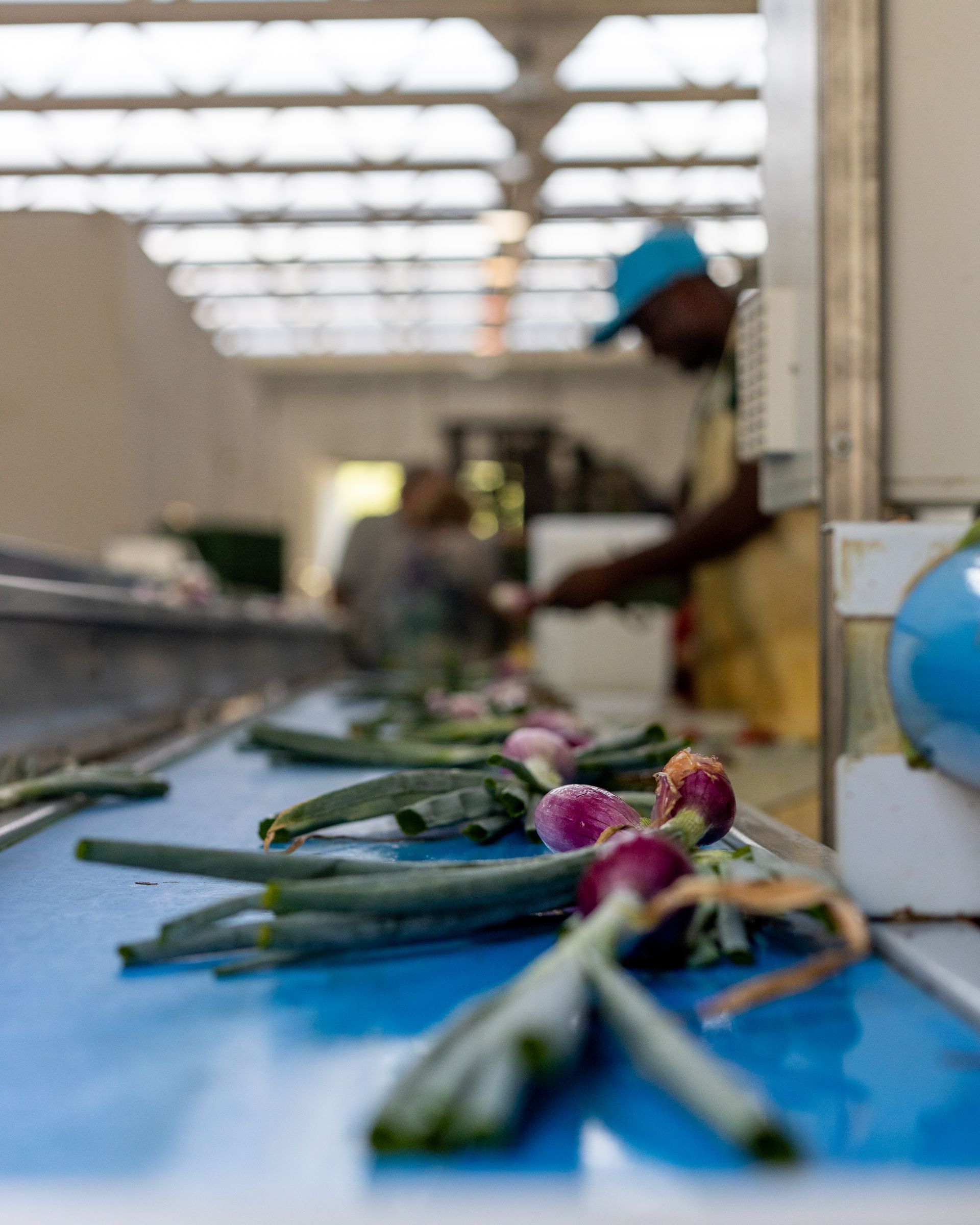 Produttori di cipolle in provincia di Arezzo