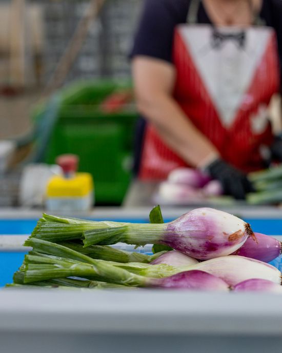 Vendita e produzione cipolle rosse