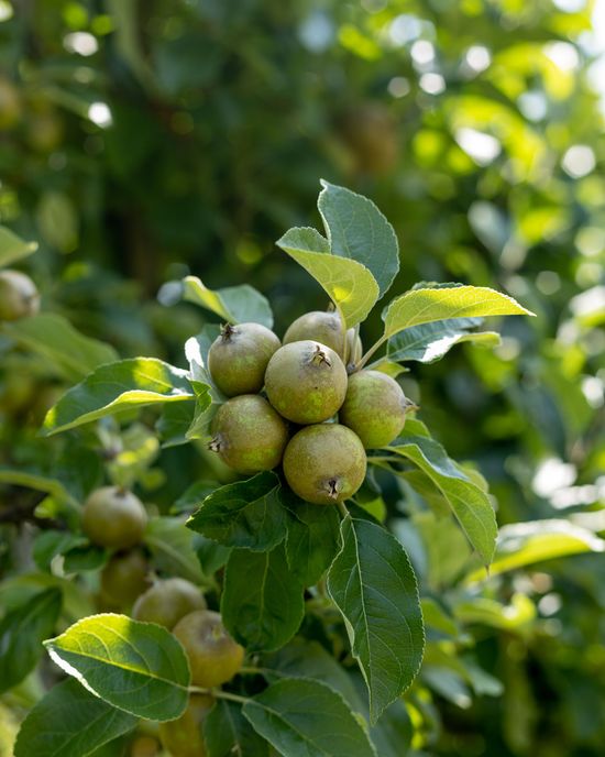 Produttori di mele