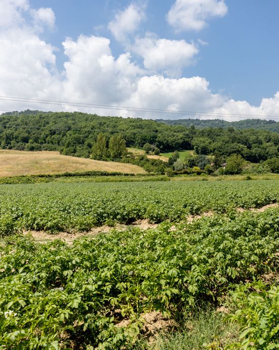 Vendita di zucchine in provincia di Arezzo