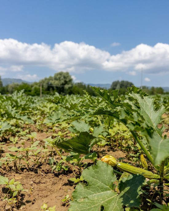 Vendita di zucchine in provincia di Arezzo