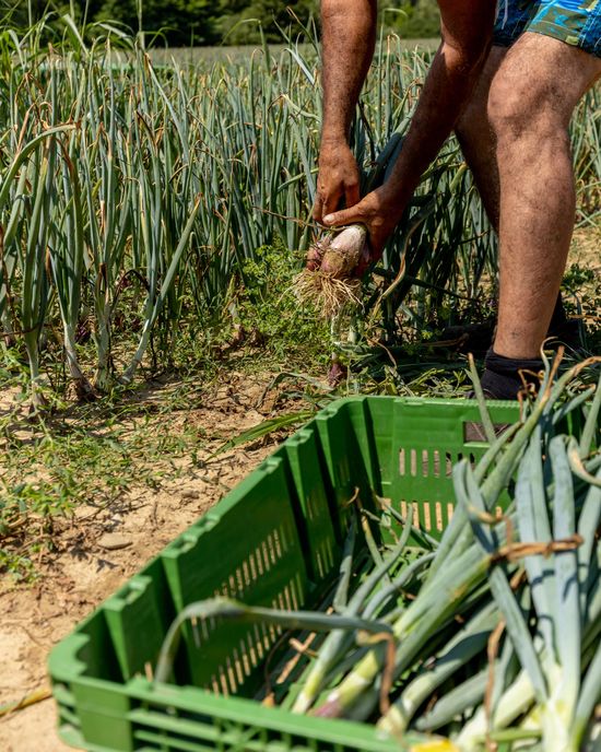 Produttori di cipolle in provincia di Arezzo