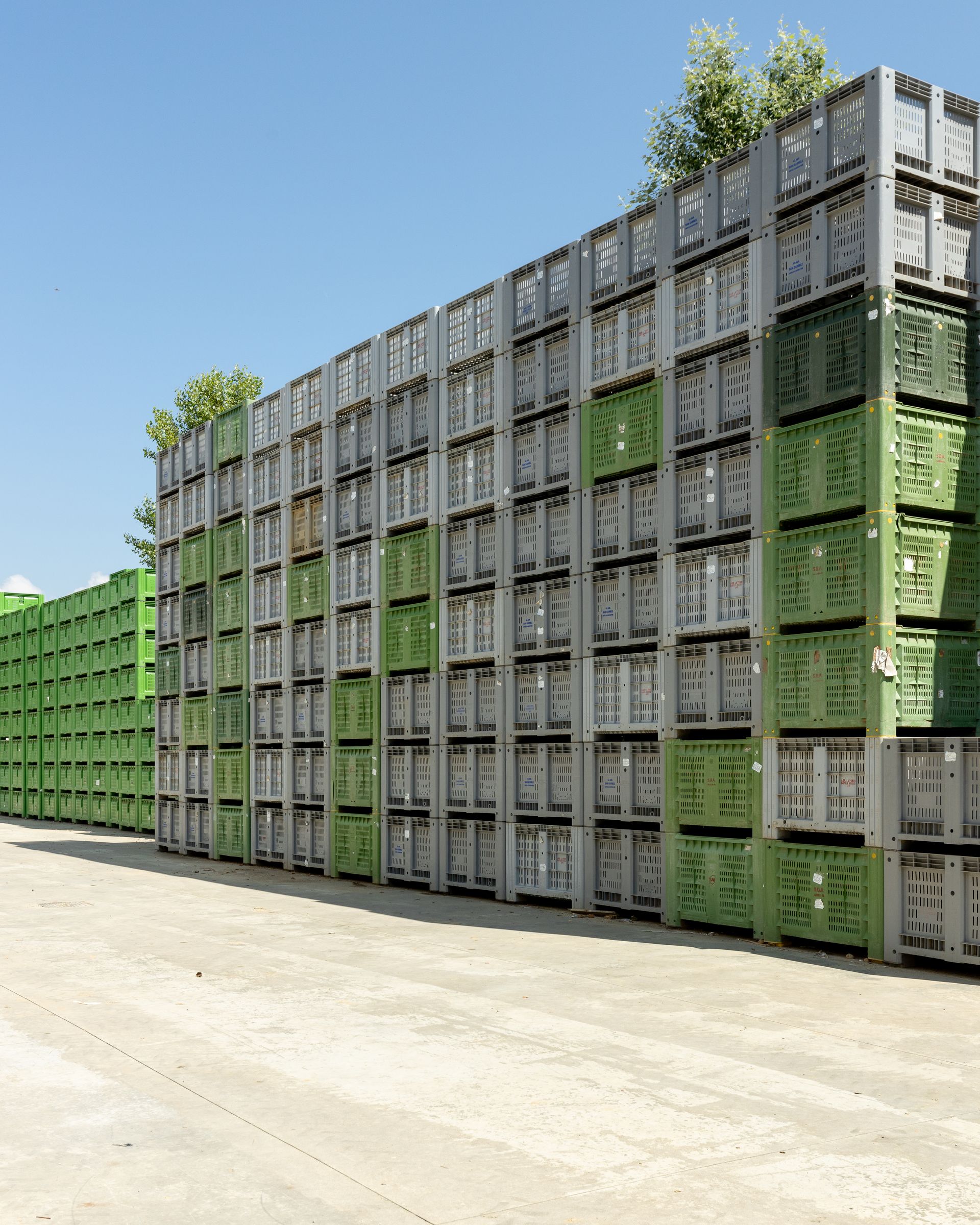 Produttori di cipolle in provincia di Arezzo