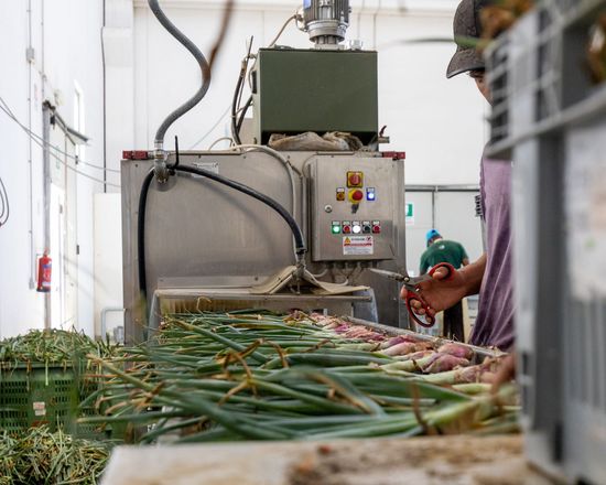Produzione e vendita cipolle rosse