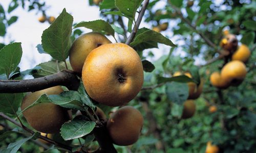 Produttori di mele in provincia di Arezzo