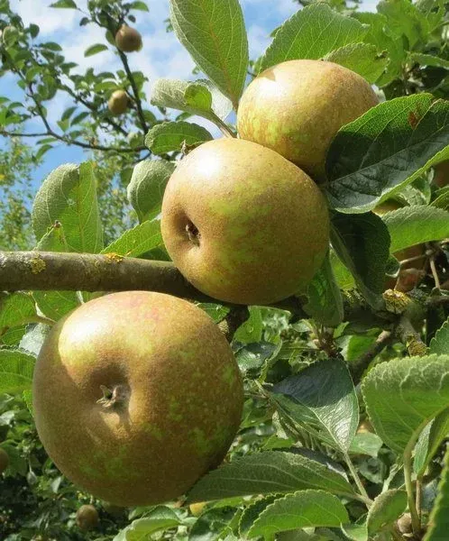Produttori di mele in provincia di Arezzo