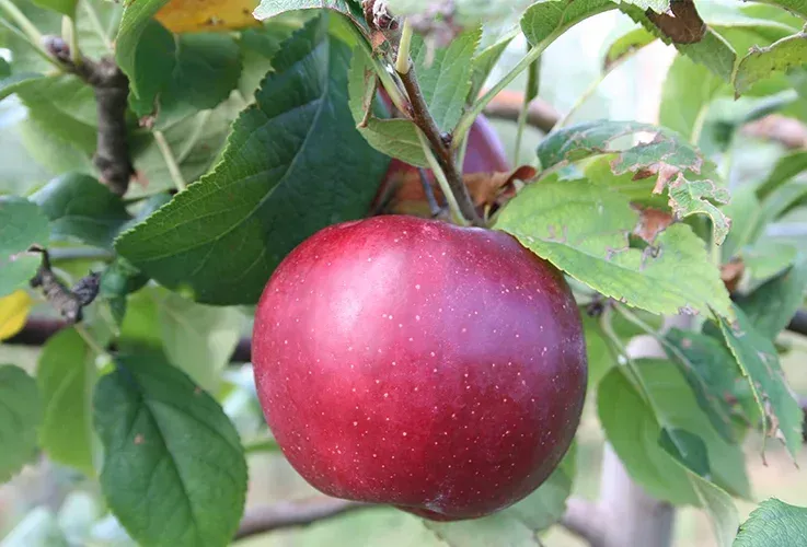 Produttori di mele in provincia di Arezzo