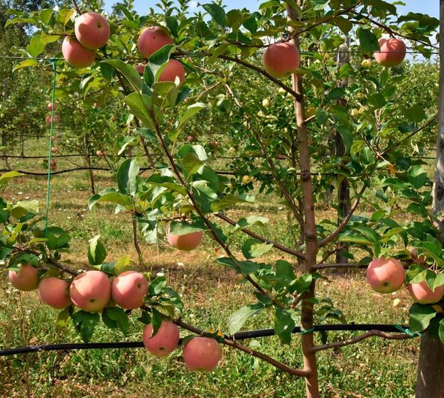 Produttori di mele in provincia di Arezzo