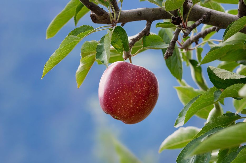 Produzione mele rosse
