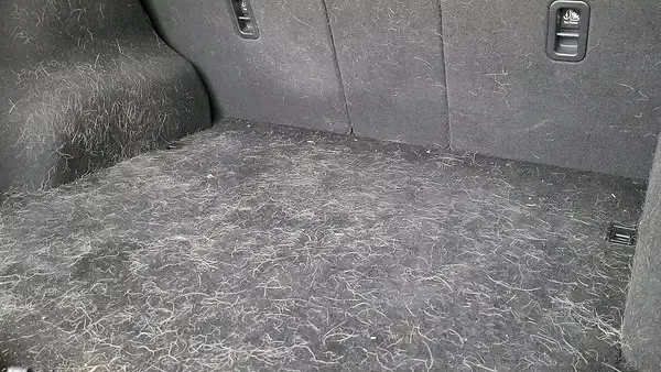  Before Trunk Cleaning