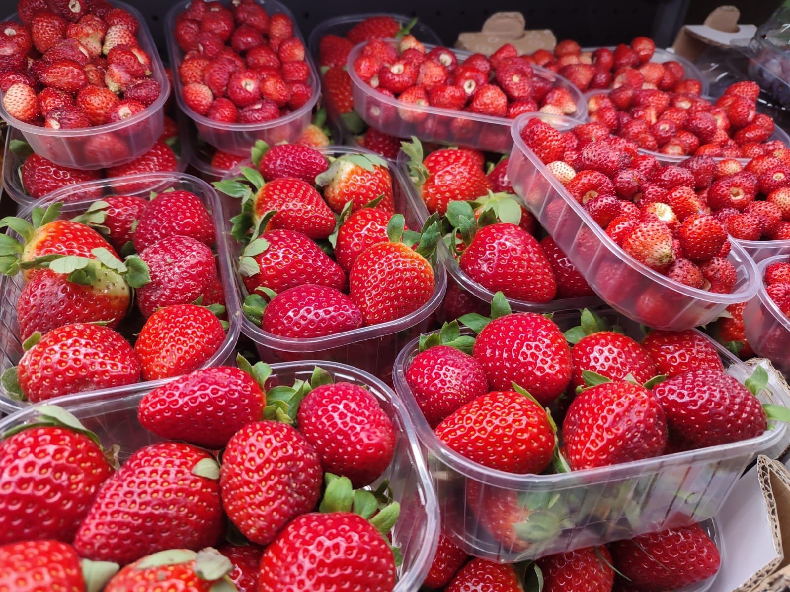 Contenitori di fragole rosse fresche in vendita.