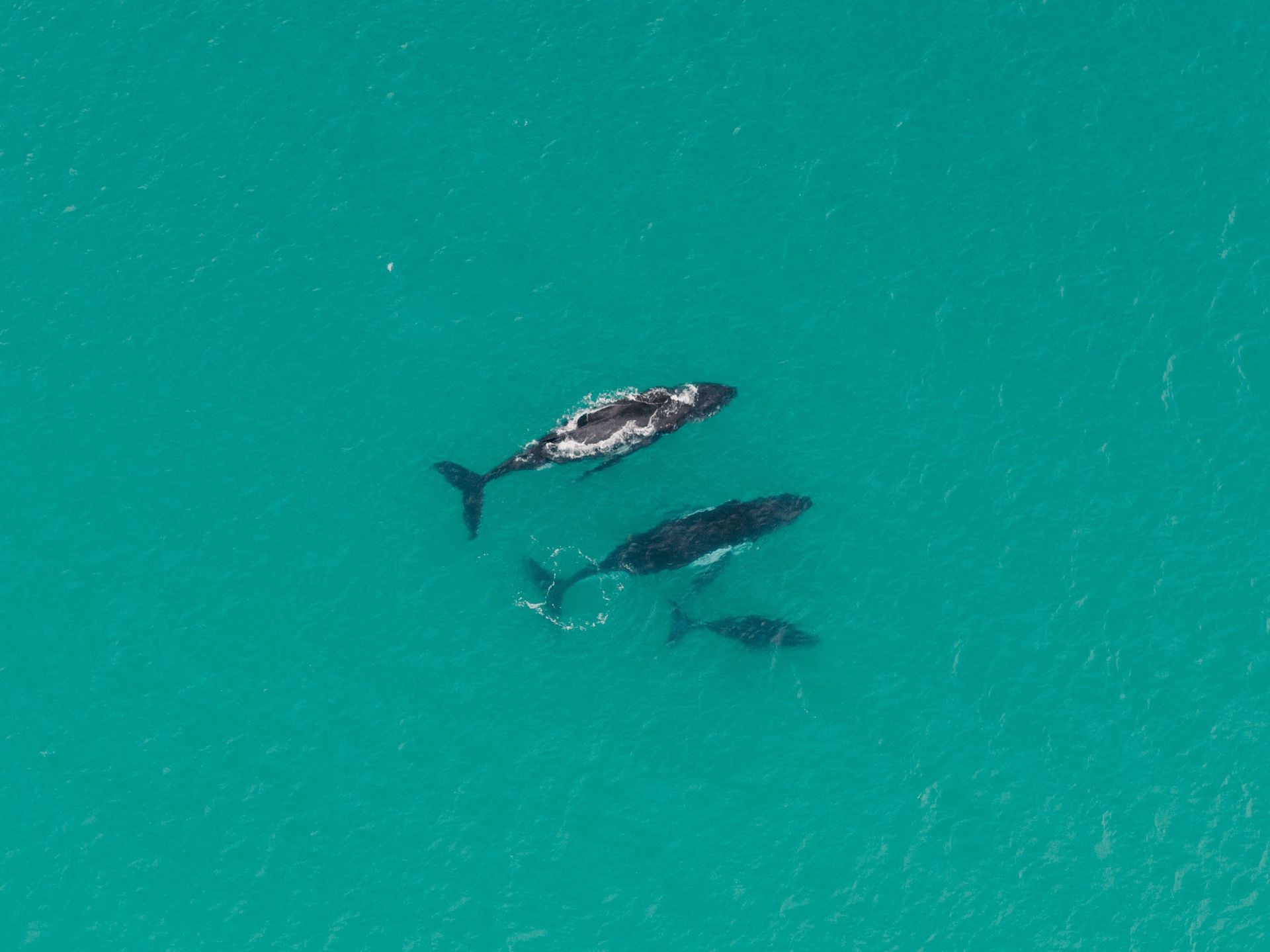 Walks, Sapphire Coast, NSW, South Coast, National Parks, Whale Watching