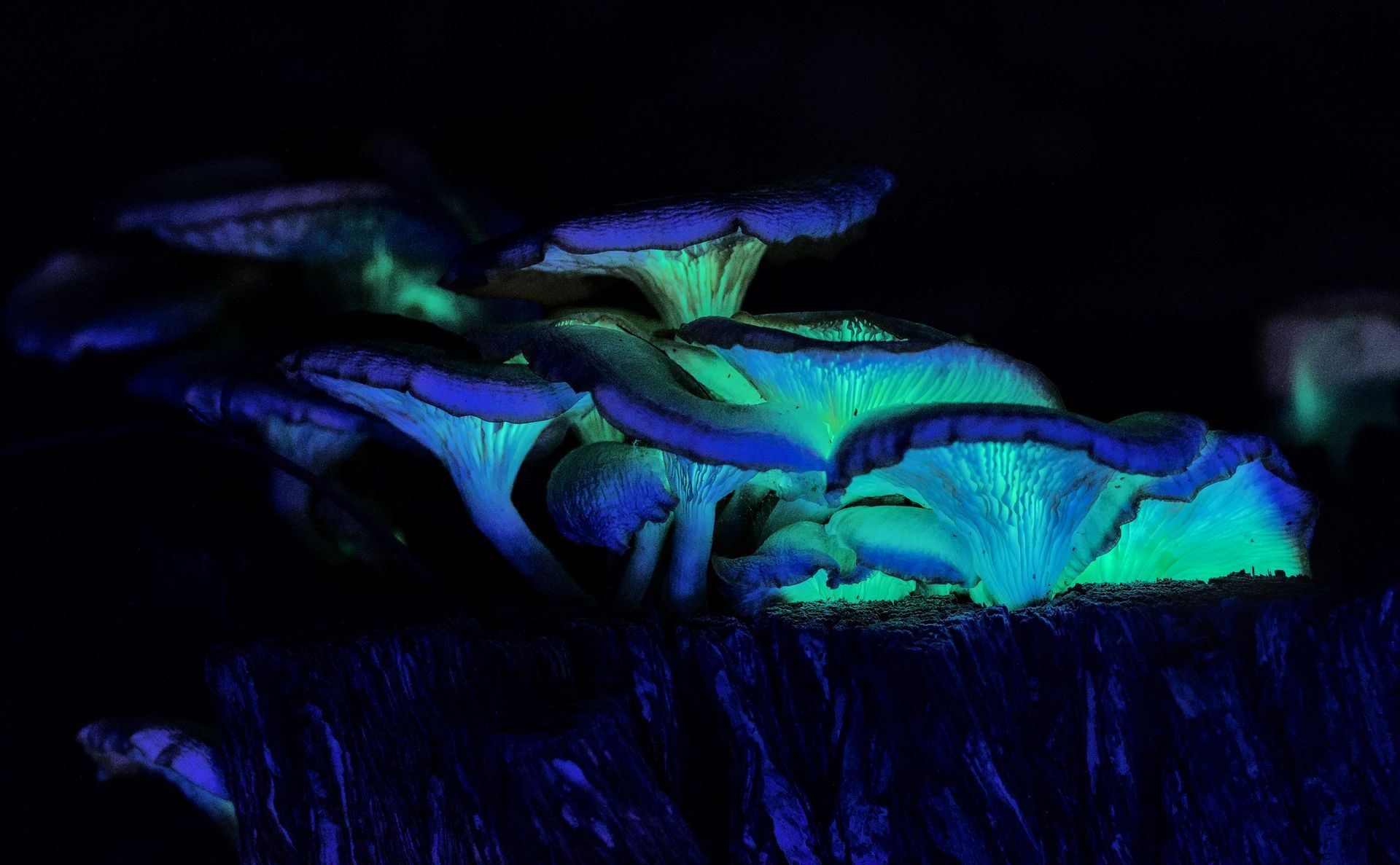 Fungi and mushroom festival, Sapphire Coast