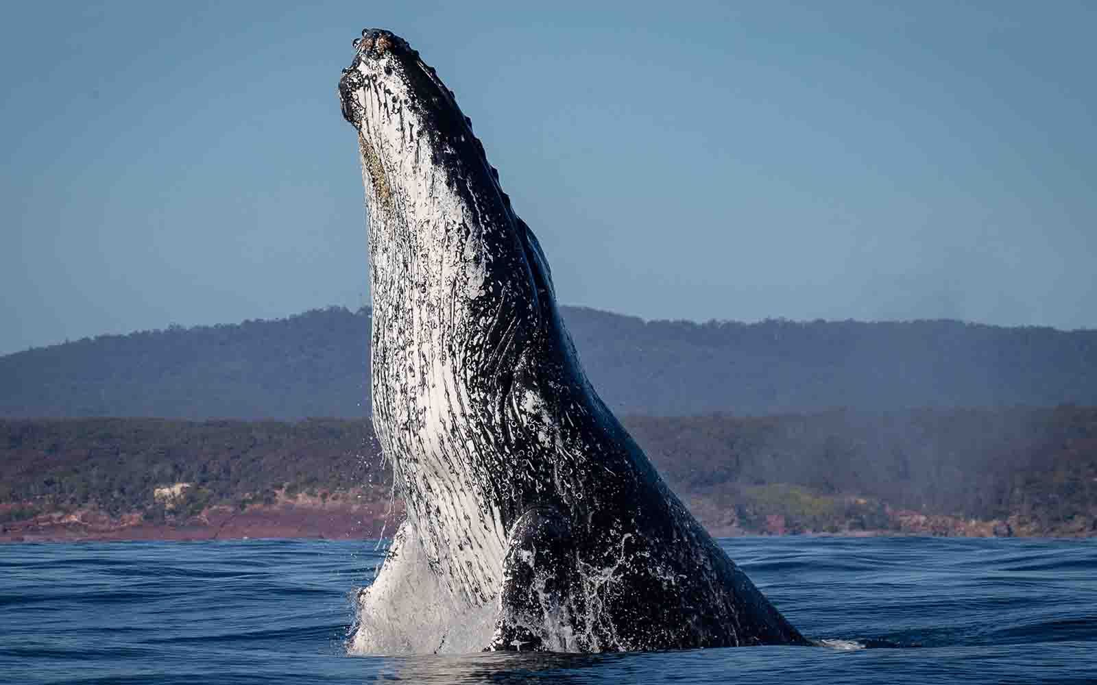 Humpback whale, NSW coast