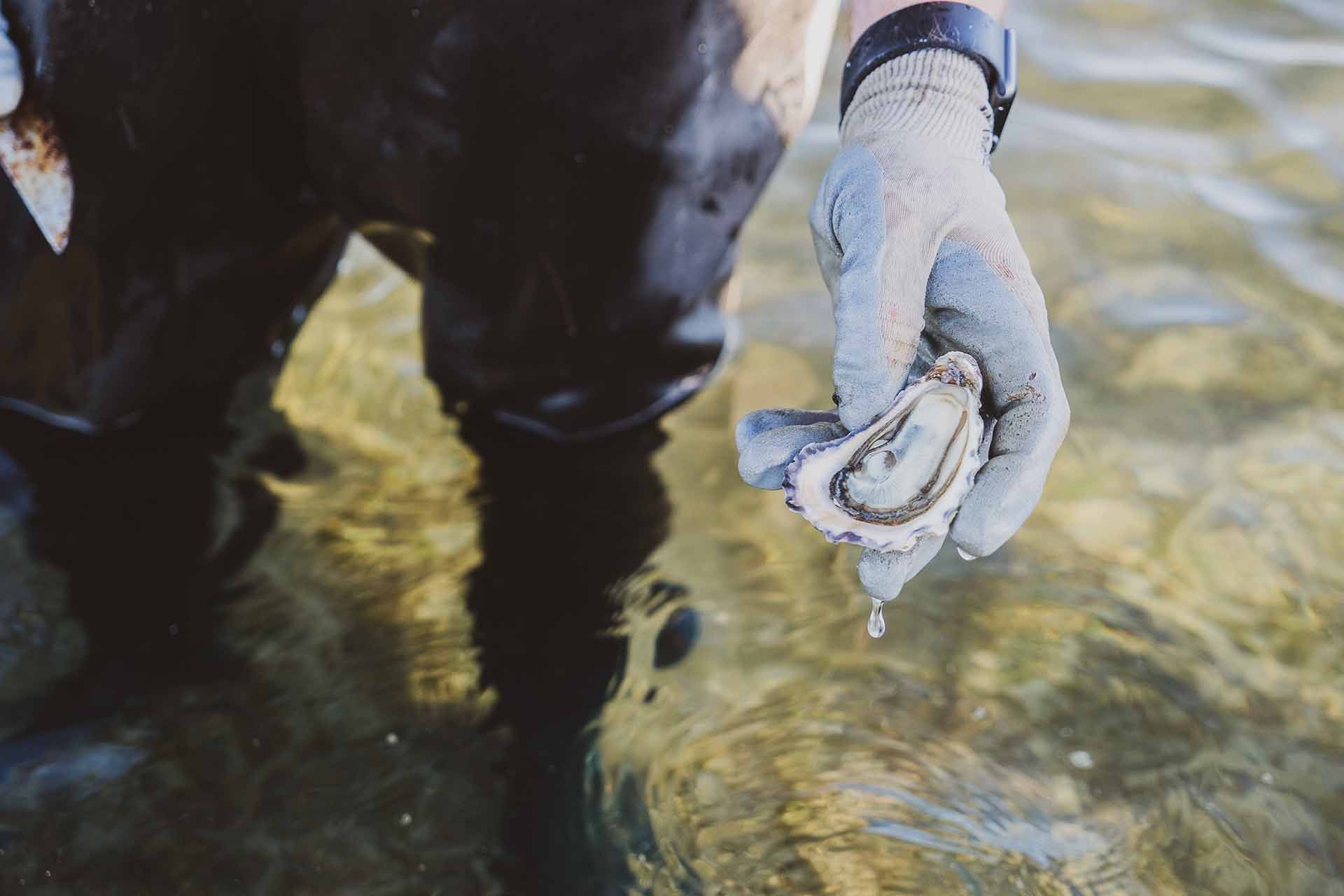 Oyster farm tour on the Sapphire Coast - Wheeler's Oyster Farm, Merimbula