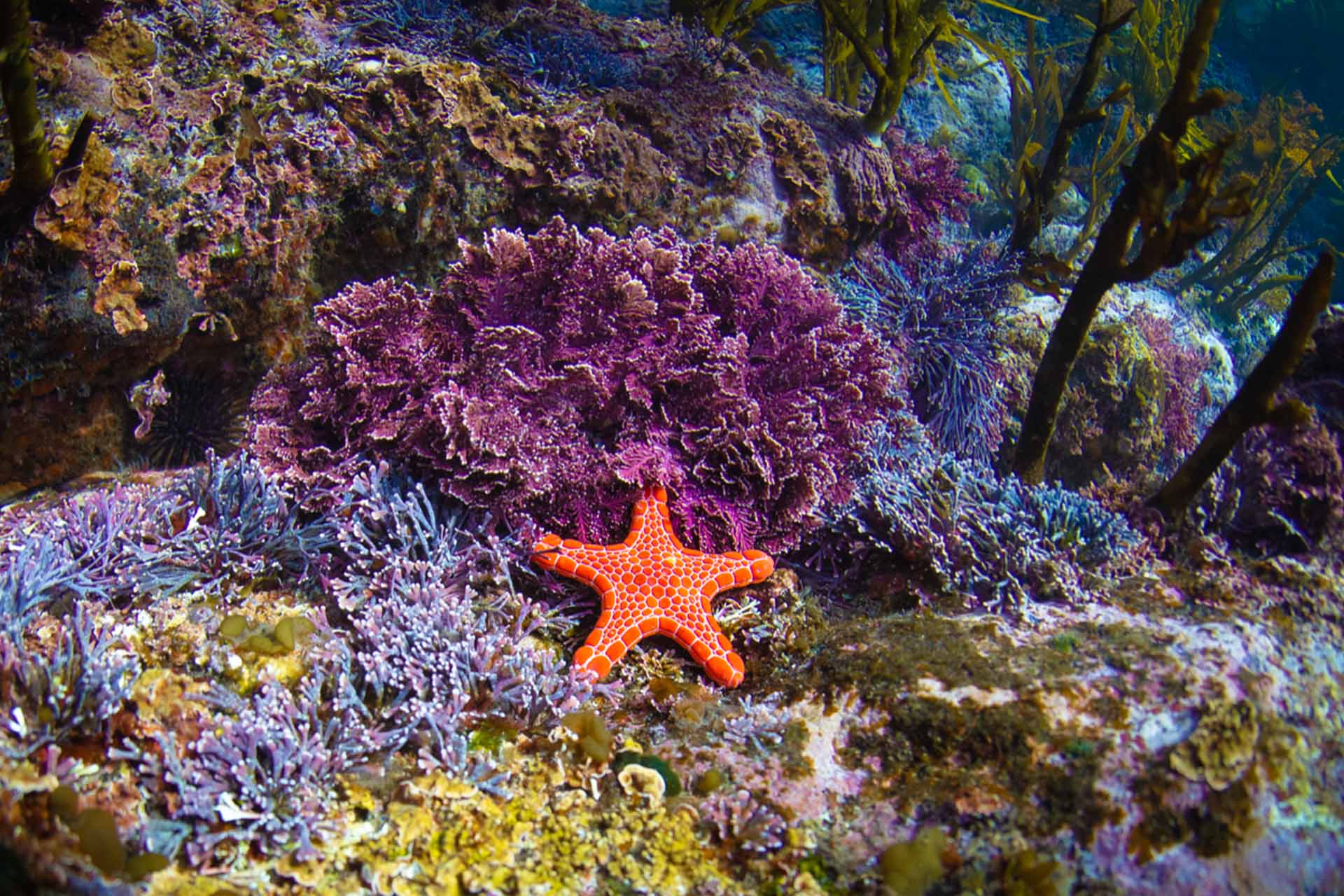 Dive Eden, snorkelling tour and scuba diving, Sapphire Coast