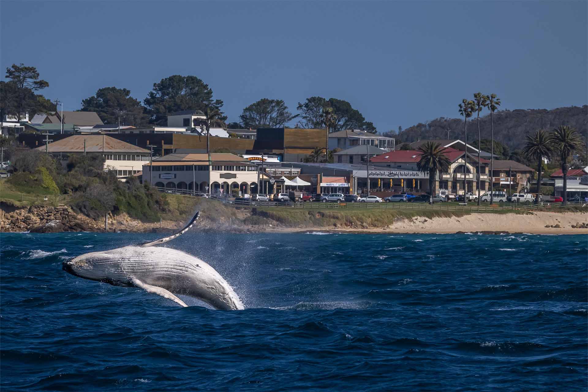 Humpback whale in Horseshoe Bay,  Bermagui