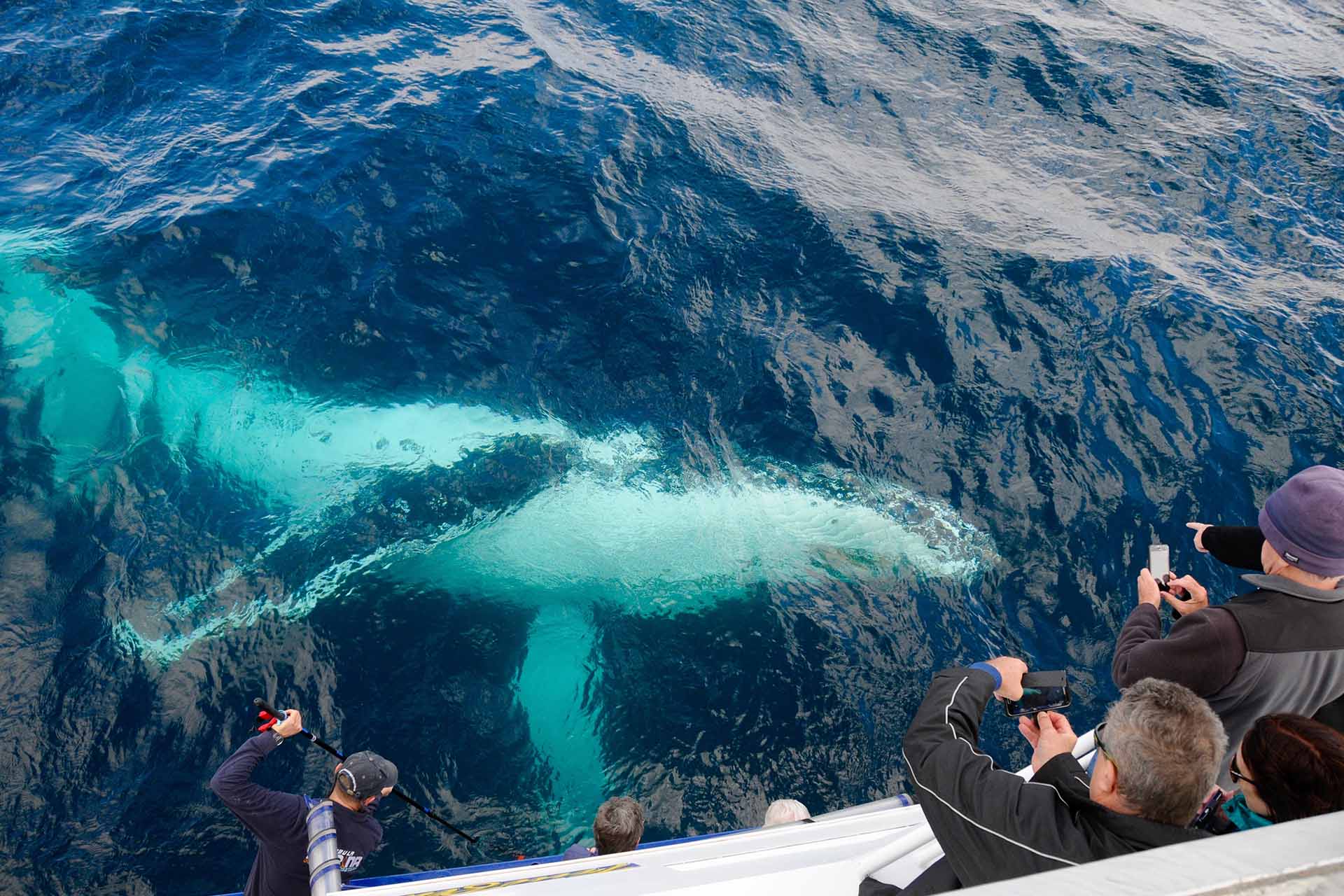 Whales, Humpback whales, whale watching, behaviour, moves, NSW, migration, south coast, mugging