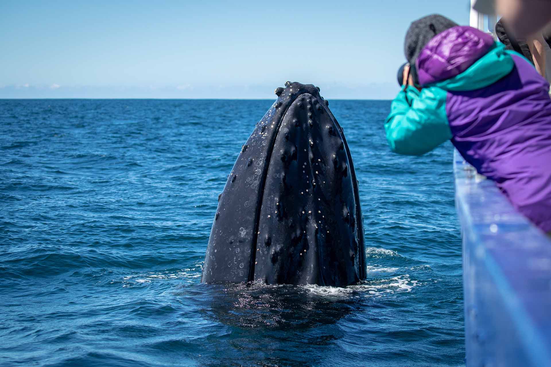 Whales, Humpback whales, whale watching, behaviour, moves, NSW, migration, south coast, charters