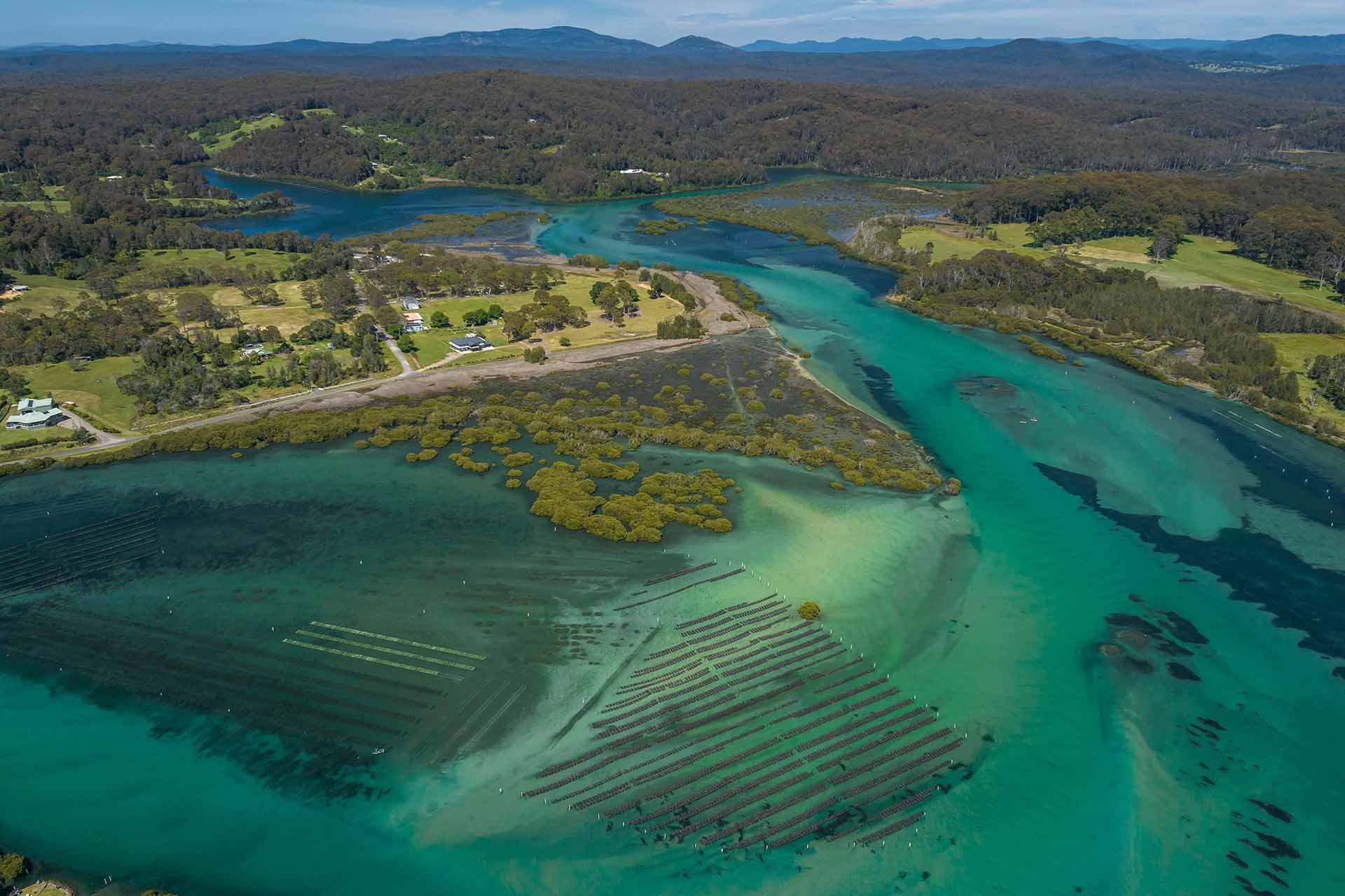 Bermagui River oysters, Sapphire Coast