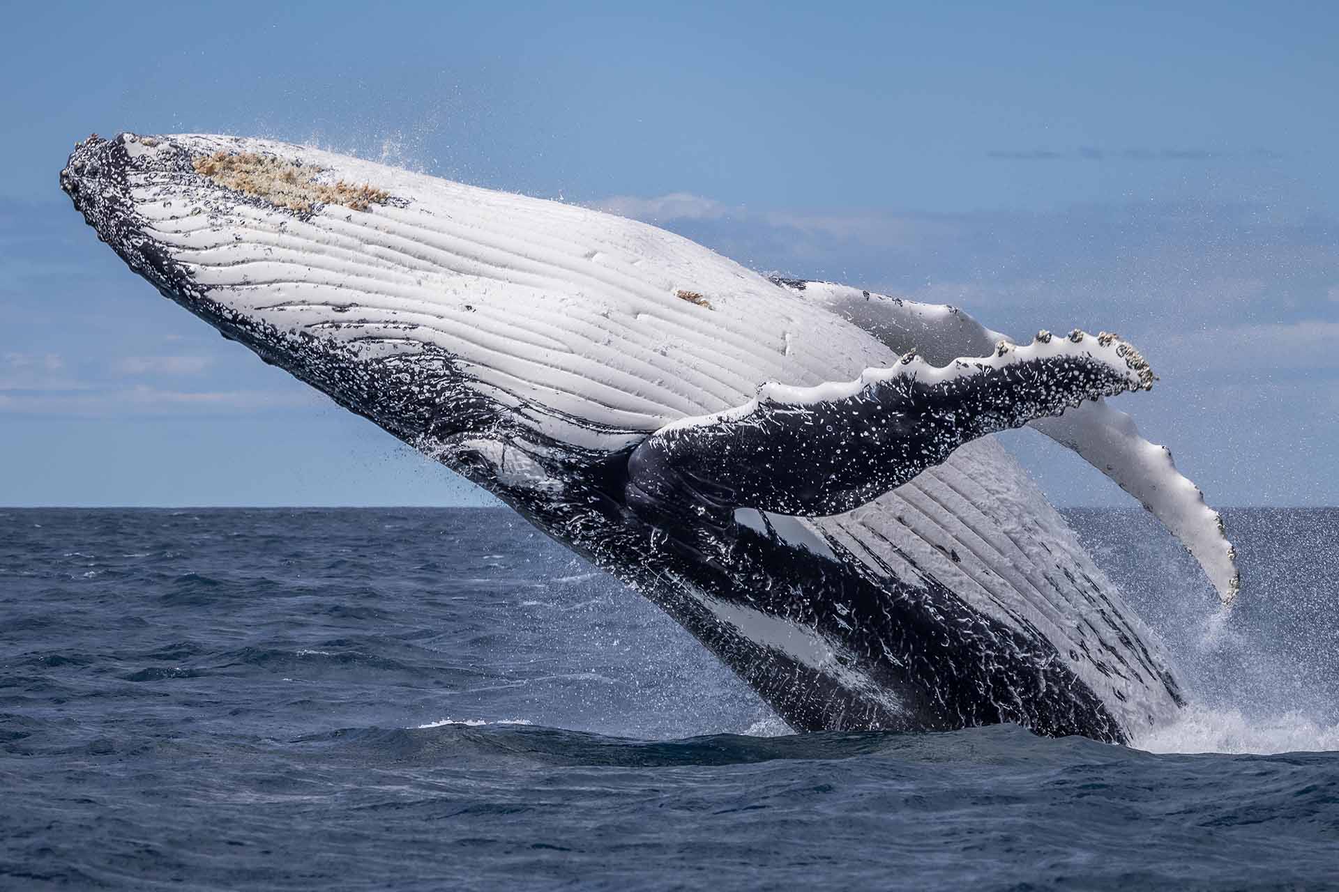 Whales, Humpback whales, whale watching, behaviour, moves, NSW, migration, south coast, breach, breaching