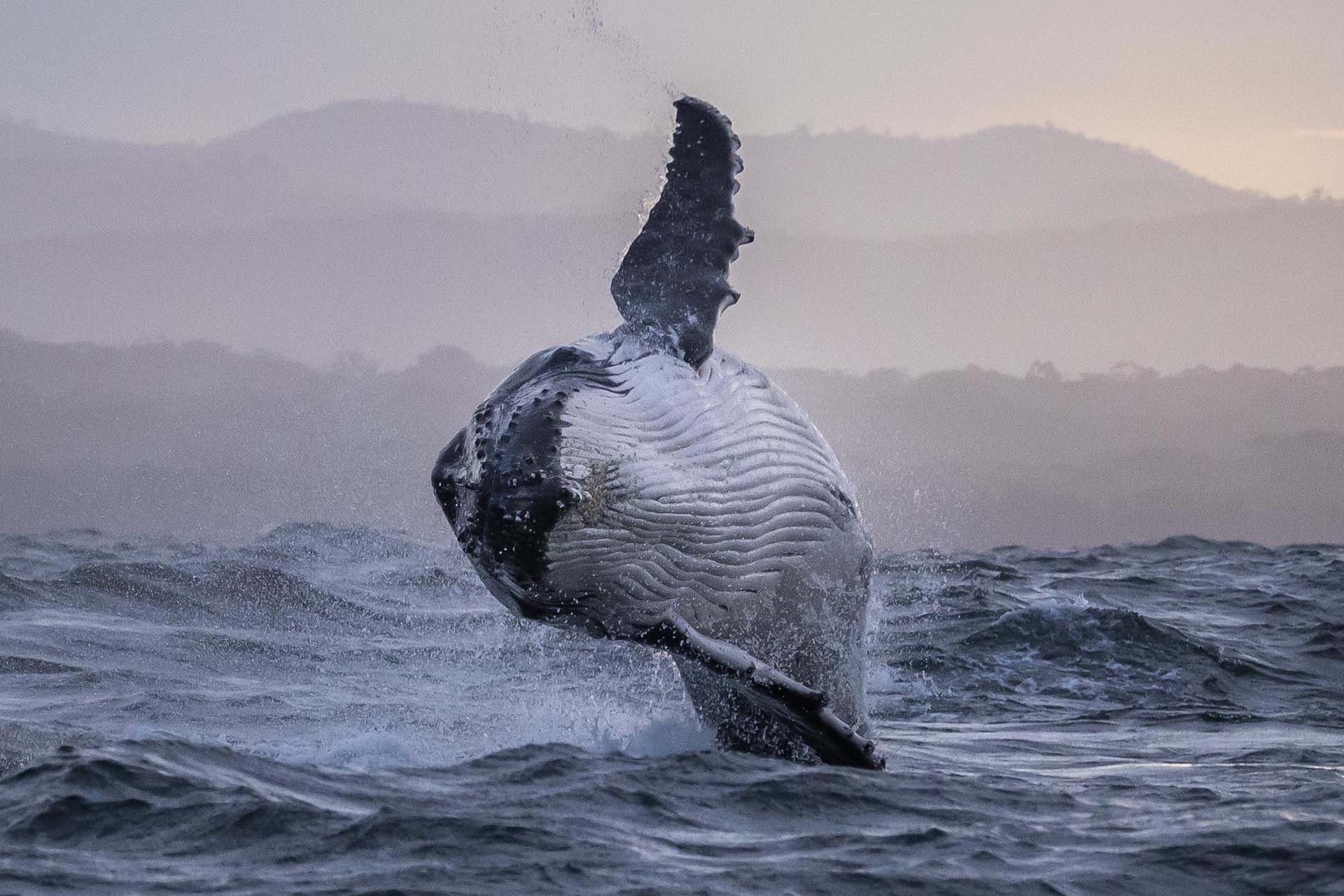 Whale Watching on the Sapphire Coast