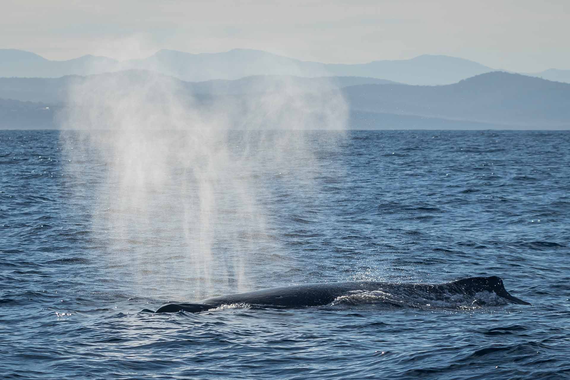 Whales, Humpback whales, whale watching, behaviour, moves, NSW, migration, south coast, blow, Australia