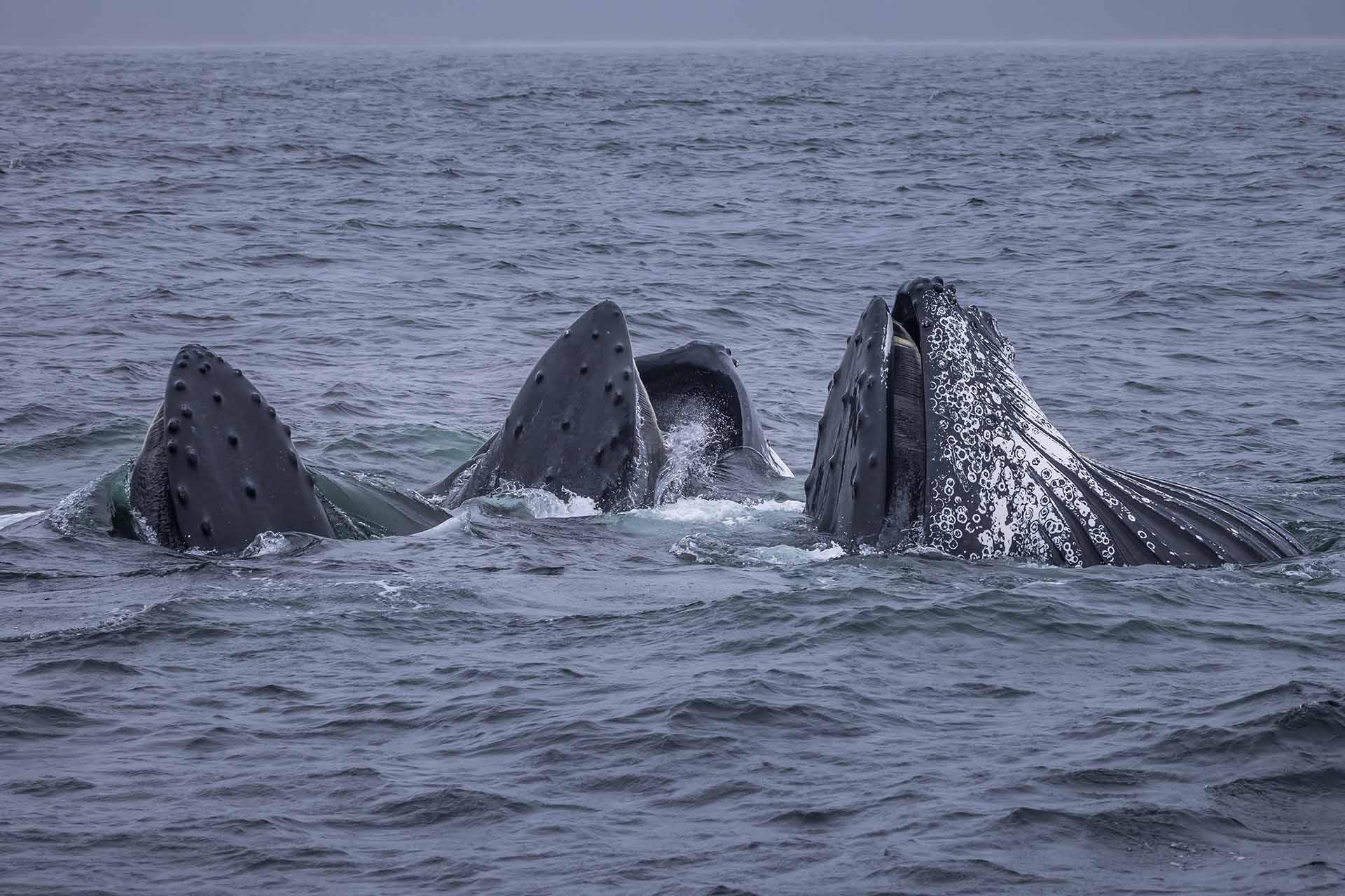 Humpback whales feeding on the Sapphire Coast, NSW