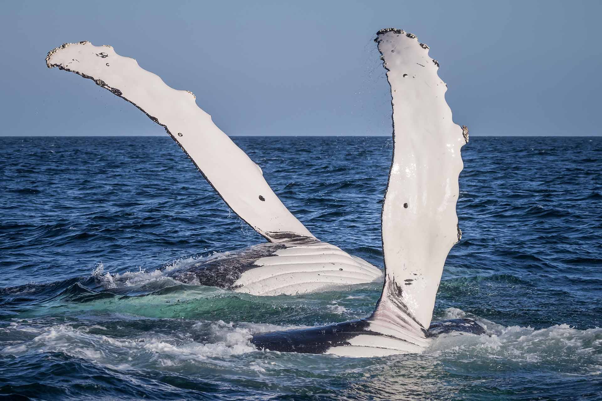 Whale behaviour on the southern migration - Sapphire Coast NSW