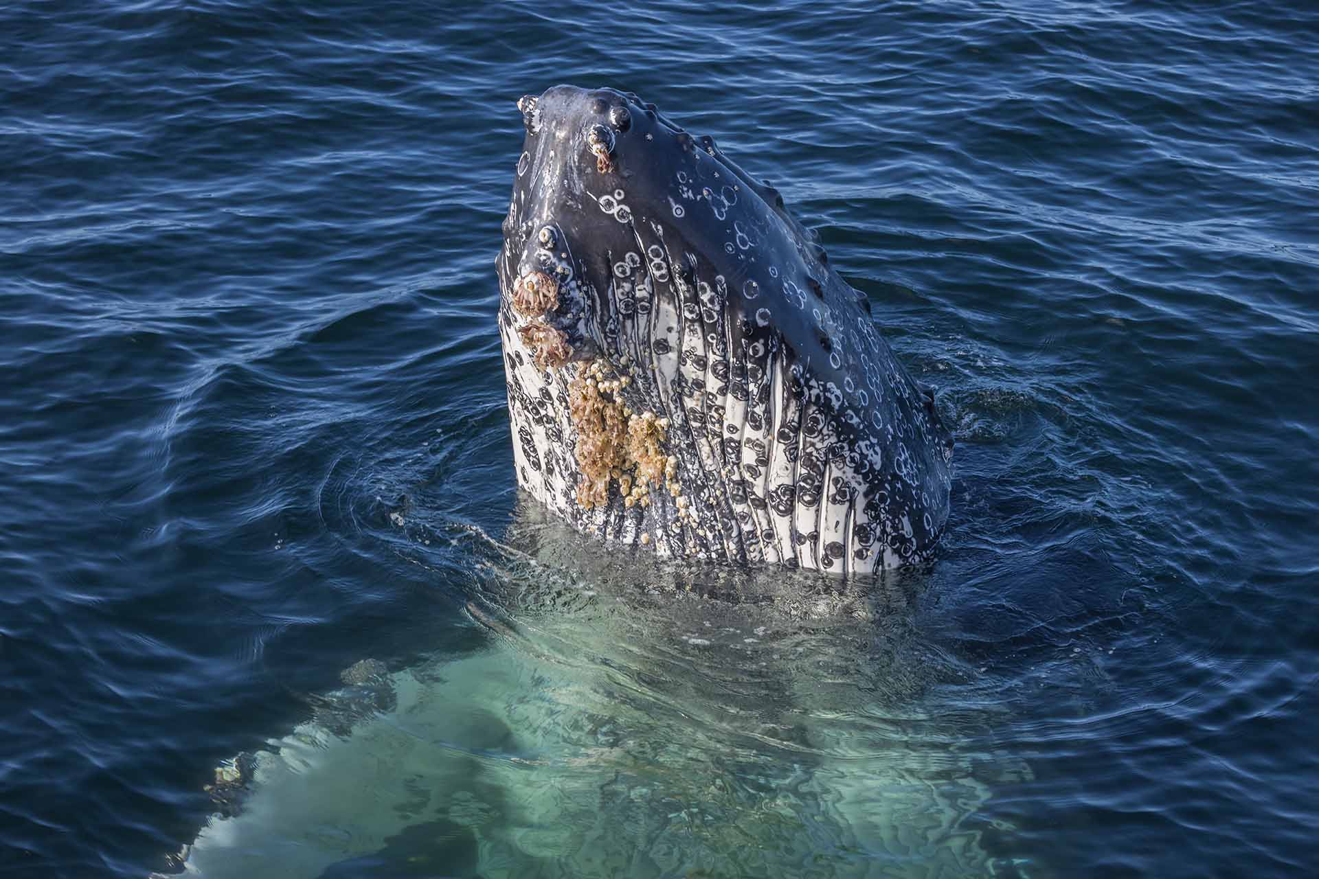 Whales, Humpback whales, whale watching, behaviour, moves, NSW, migration, south coast, spyhop, spyhopping, marine encounter