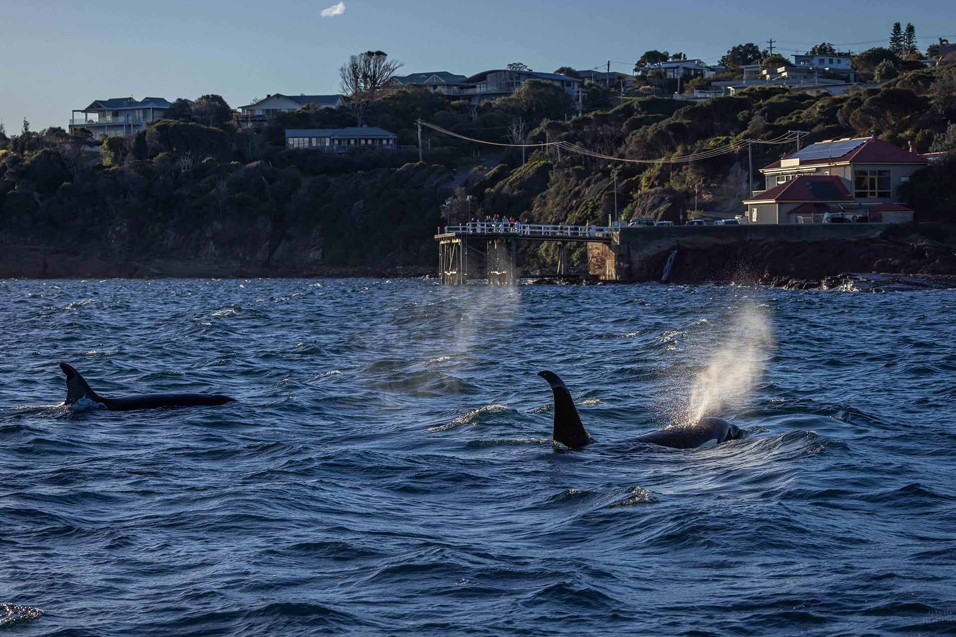 Killer whale in Eden