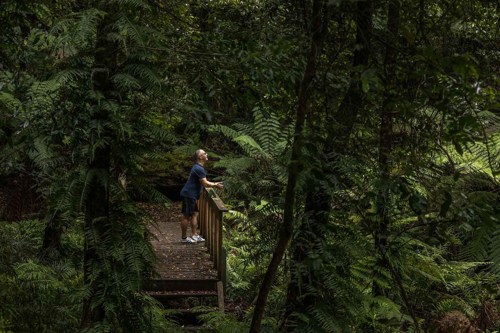 Goodenia Rainforest Walk, Sapphire Coast NSW