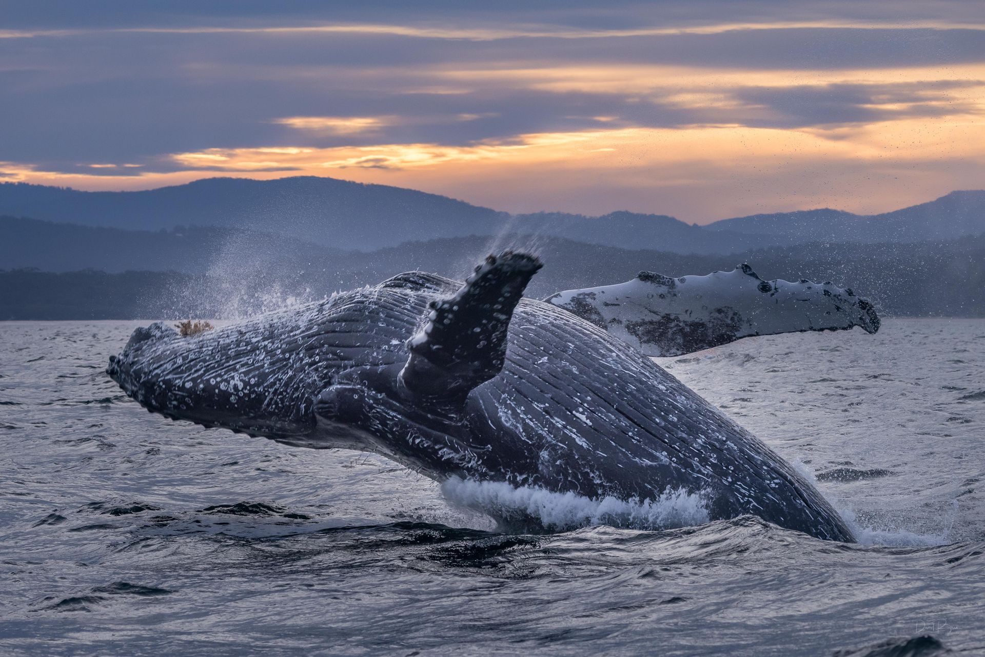 Winter whale watching, Sapphire Coast NSW