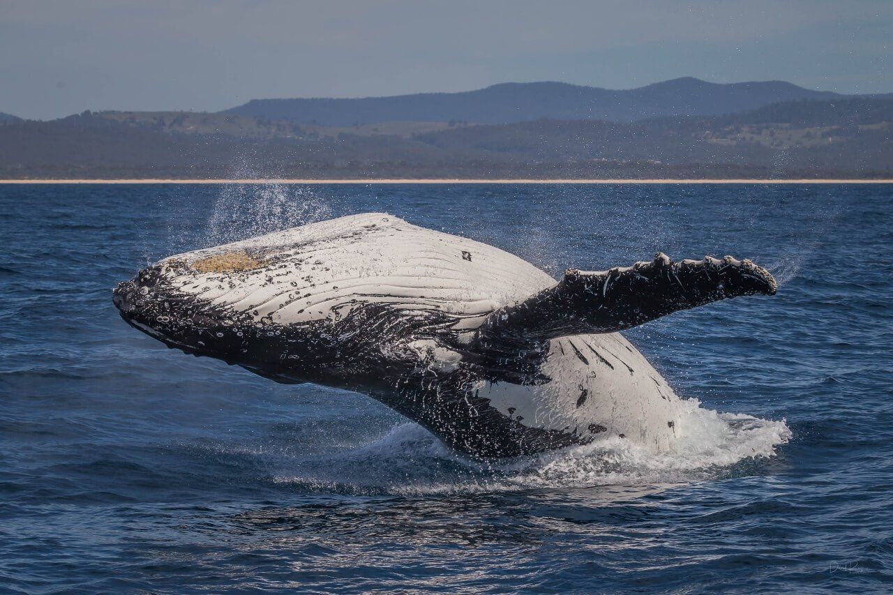 Whale Watching tour on the South Coast, NSW