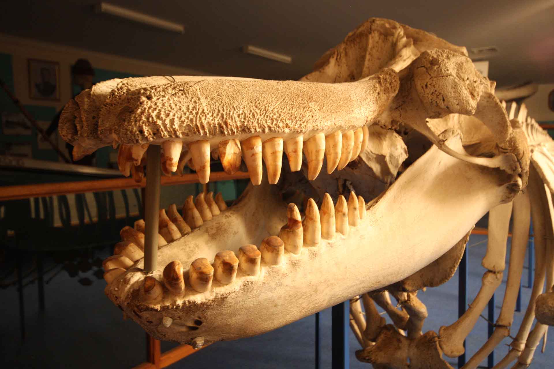 Eden Killer Whale Museum, Sapphire Coast NSW