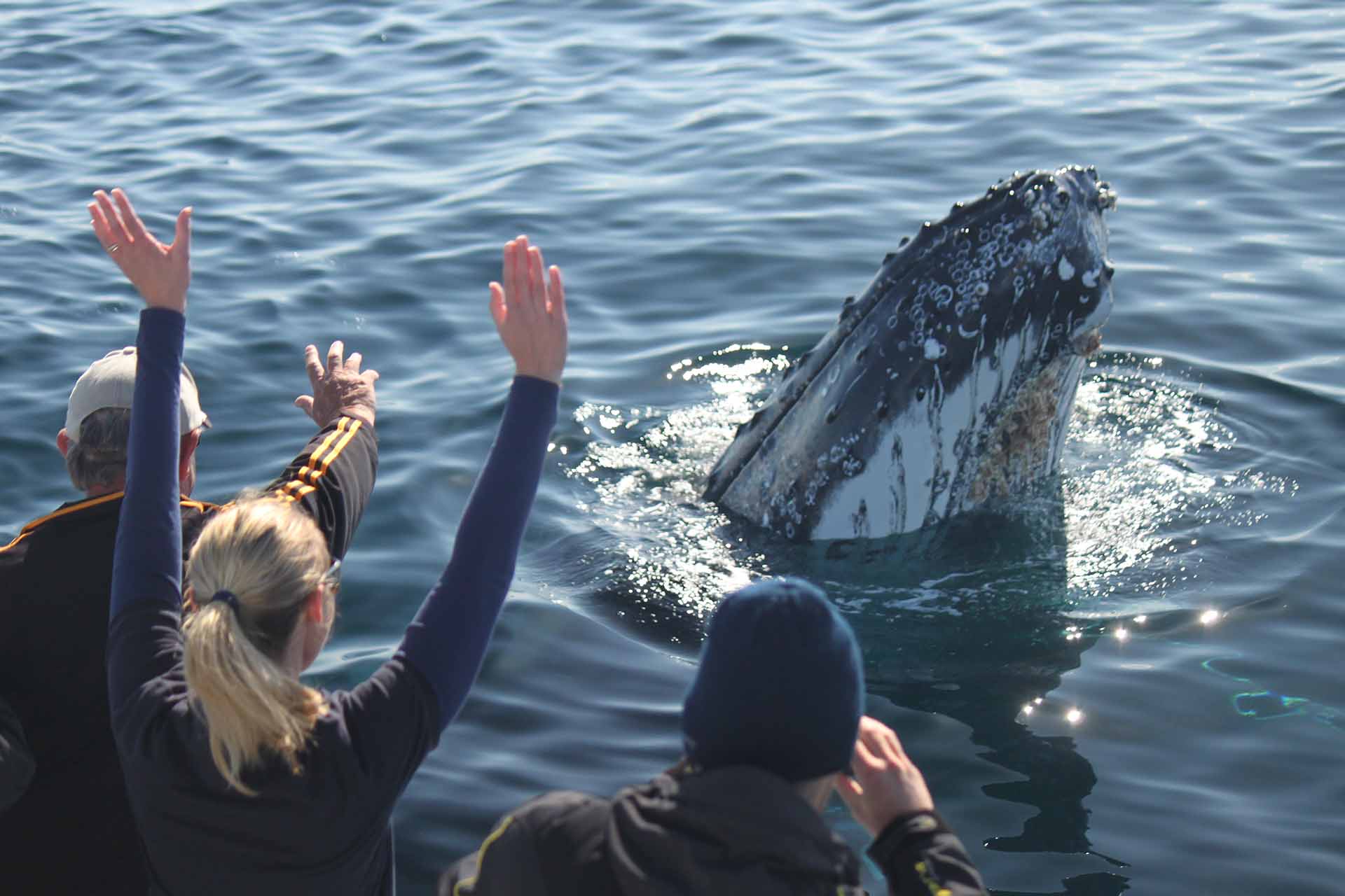 Whale watching cruise in Eden, Sapphire Coast NSW