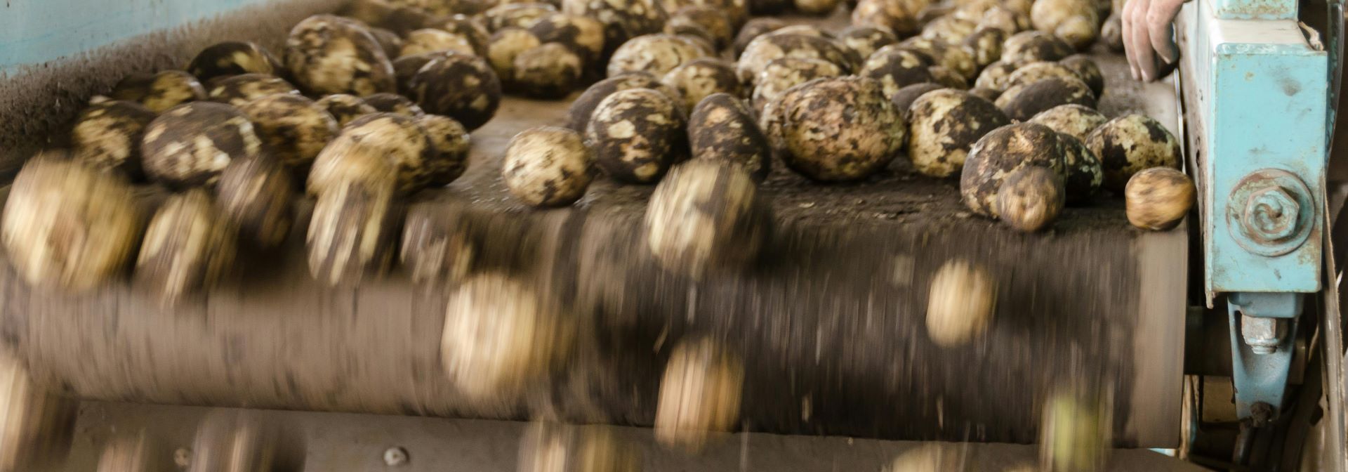 Aardappel sorteren aardappel transportbaan