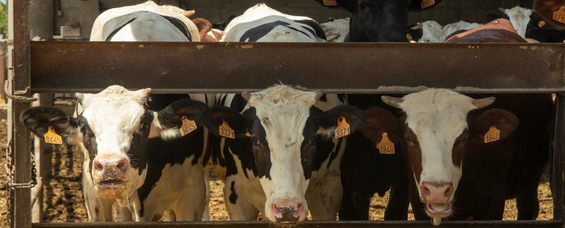 automatiseren op de boerderij Koeienstal